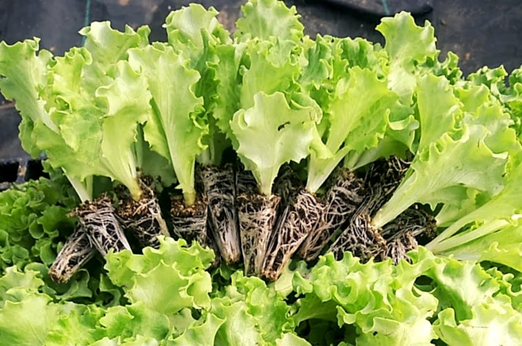 Topraksız Tarım Fide Tedariği